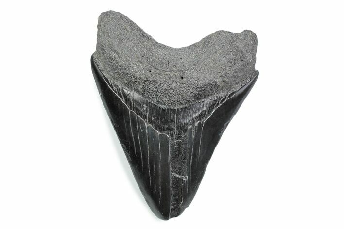 Serrated, Fossil Megalodon Tooth - South Carolina #370482
